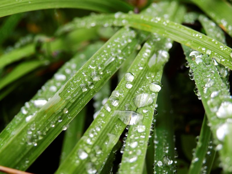 Cooler Nights Slow Evaporation Rates Cooler Nights Slow Evaporation Rates