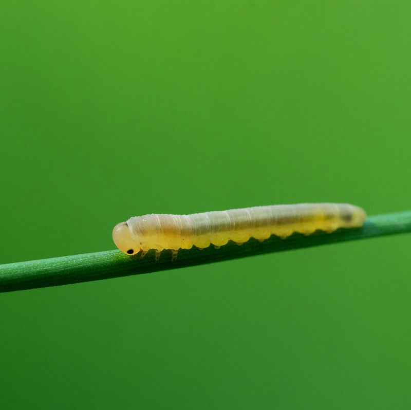 Cooler Spring Cut Pest Numbers Cooler Spring Cut Pest Numbers