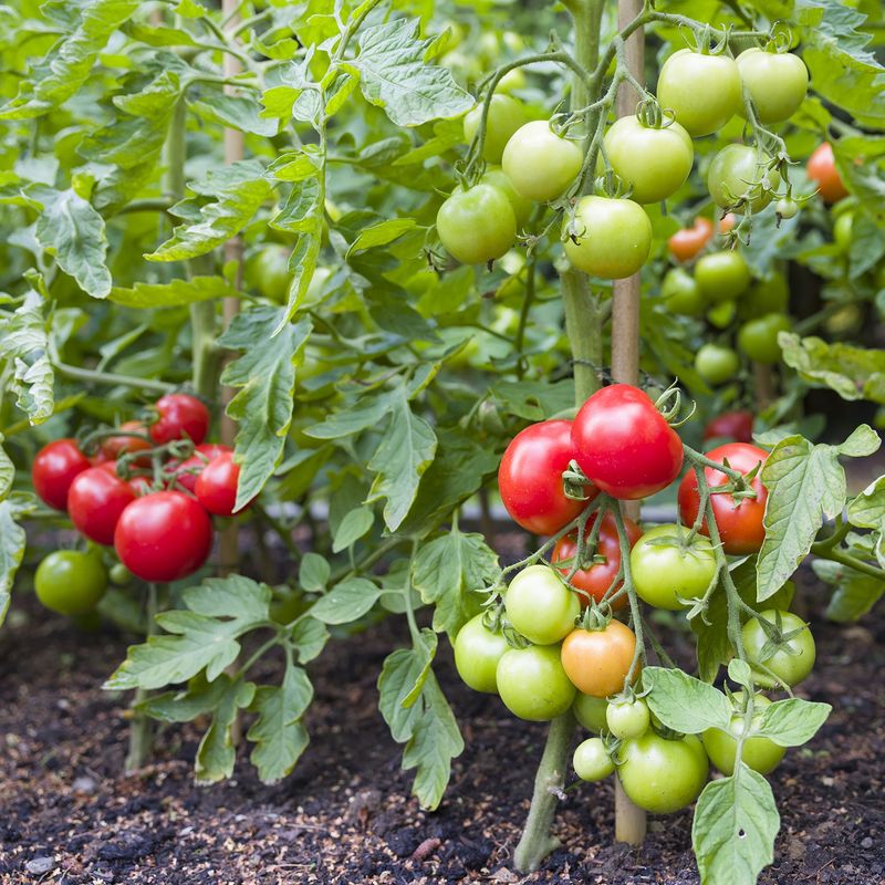 Cooler Weather Often Brings New Tomatoes Back