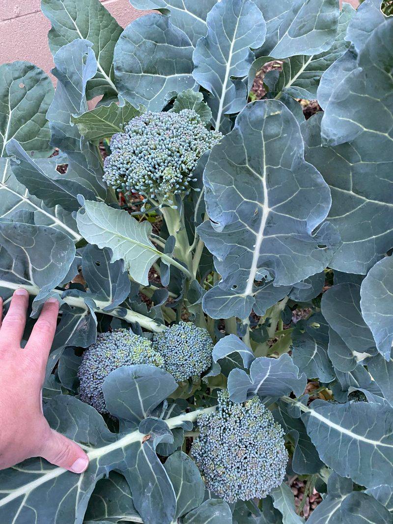 Cooler Weather Supports Better Head Formation Cooler Weather Supports Better Head Formation