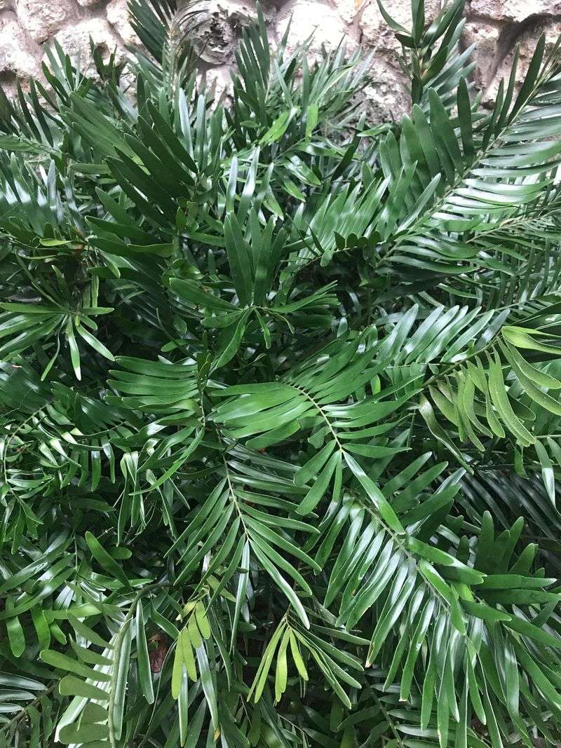 Coontie Adds Glossy Structure