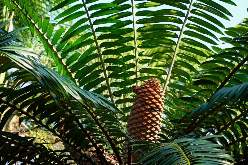 Coontie Is A Native Plant Hiding In Plain Sight