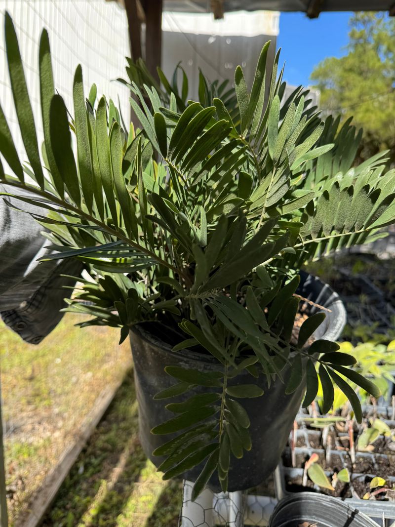 Coontie Looks Small But Roots In Strong