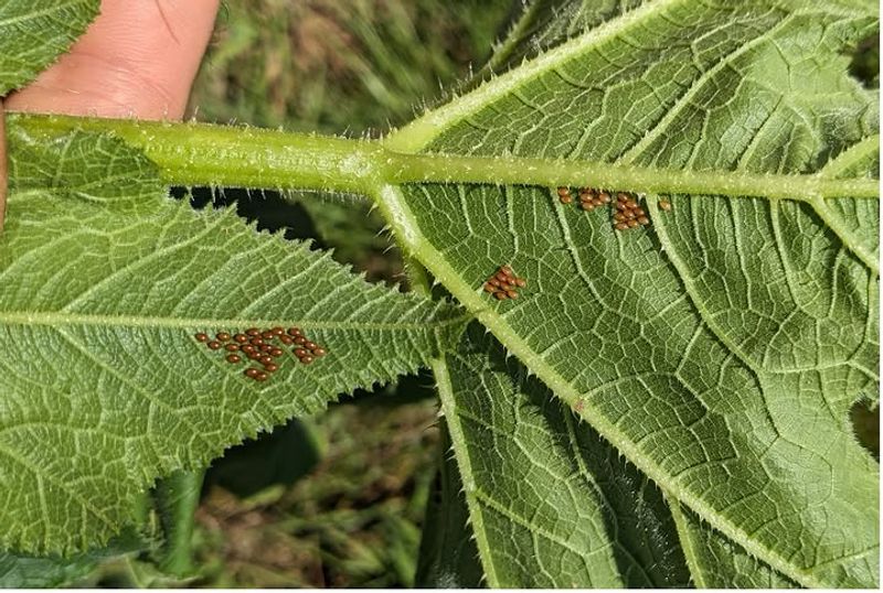 Copper Colored Egg Clusters Are The First Clue Copper Colored Egg Clusters Are The First Clue