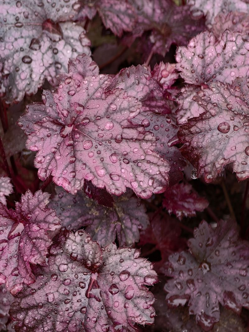 Coral Bells
