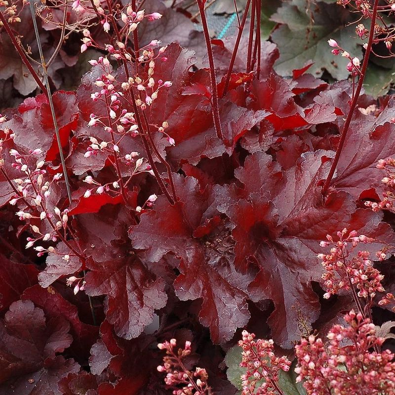 Coral Bells Add Color Without Getting Shrubby Coral Bells Add Color Without Getting Shrubby