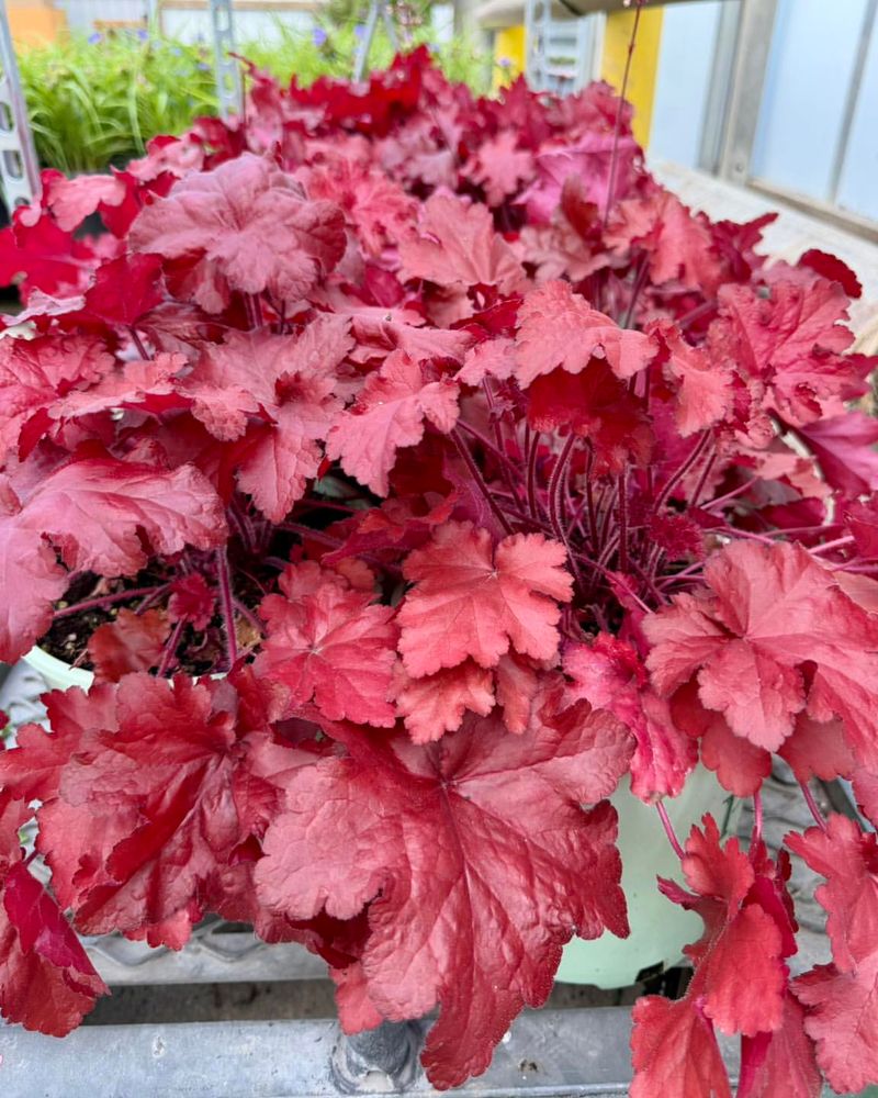 Coral Bells Fit The Shaded Side Coral Bells Fit The Shaded Side