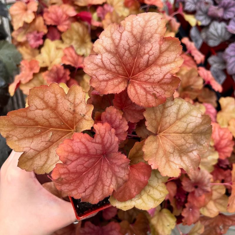Coral Bells Grow New Roots Before Winter