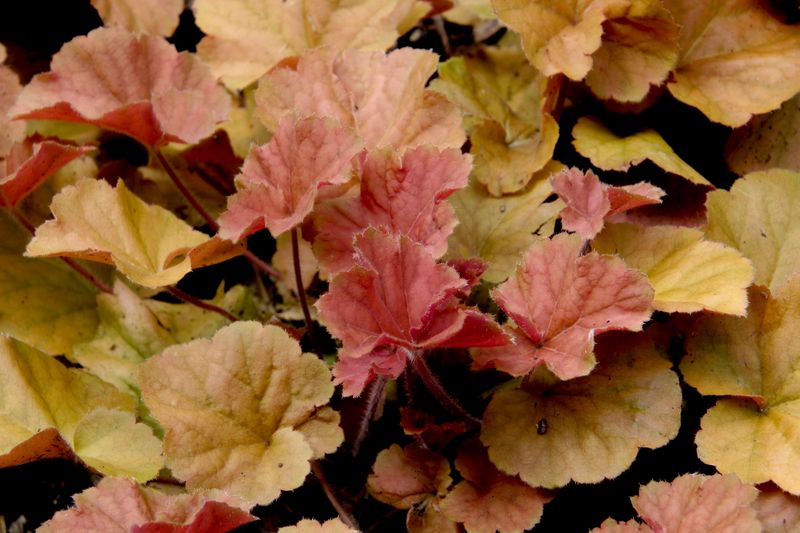 Coral Bells 