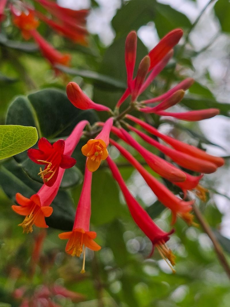 Coral Honeysuckle Brings Hummingbirds To Your Yard Coral Honeysuckle Brings Hummingbirds To Your Yard