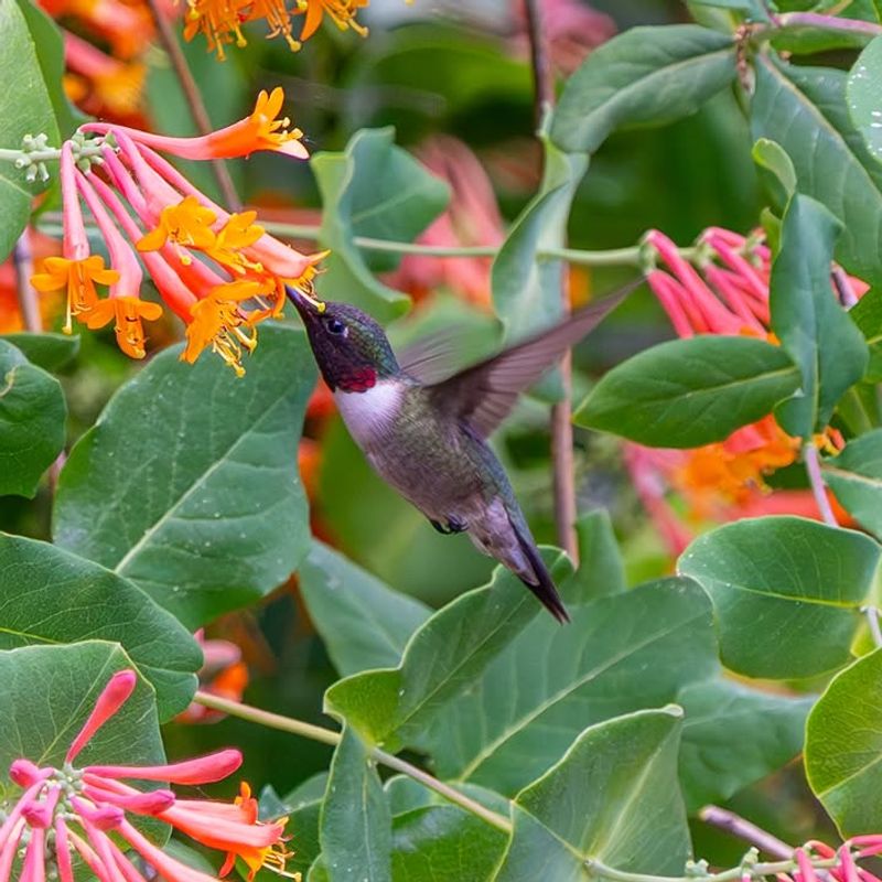 Coral Honeysuckle Feeds Hummingbirds With Tubular Flowers