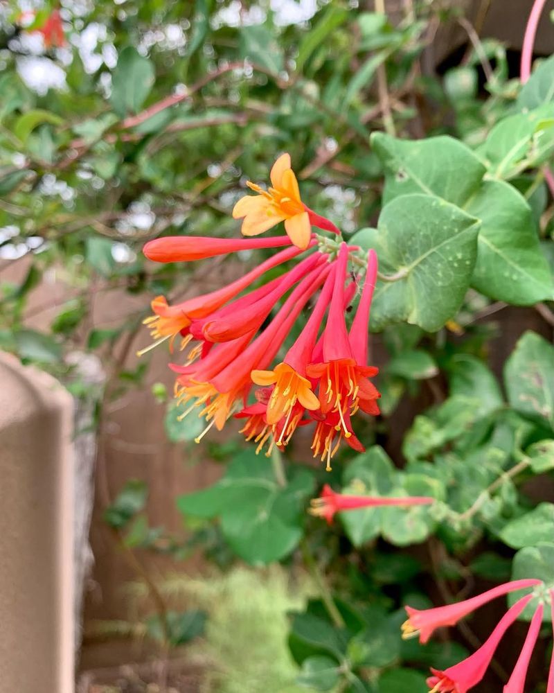 Coral Honeysuckle Handles Summer Storms Well Coral Honeysuckle Handles Summer Storms Well
