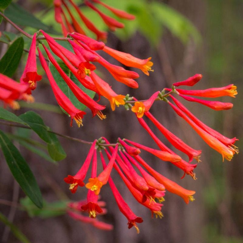 Coral Honeysuckle Offers A Gentler Alternative Coral Honeysuckle Offers A Gentler Alternative