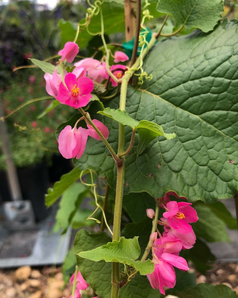 Coral Vine Coral Vine