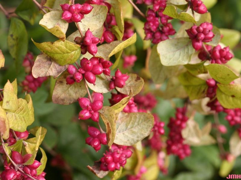 Coralberry Adds Fruit And Low Cover