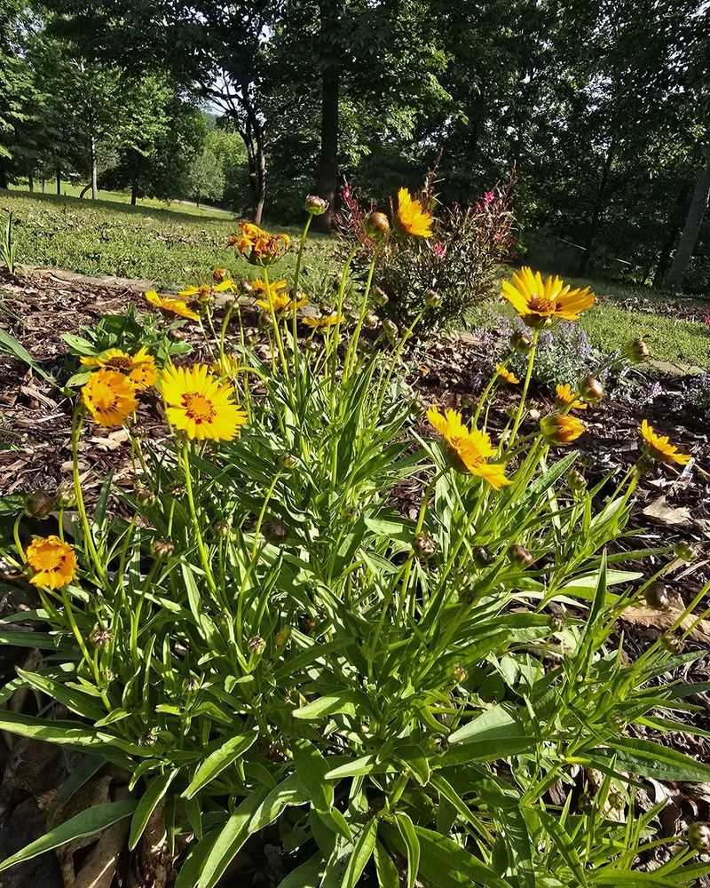 Coreopsis