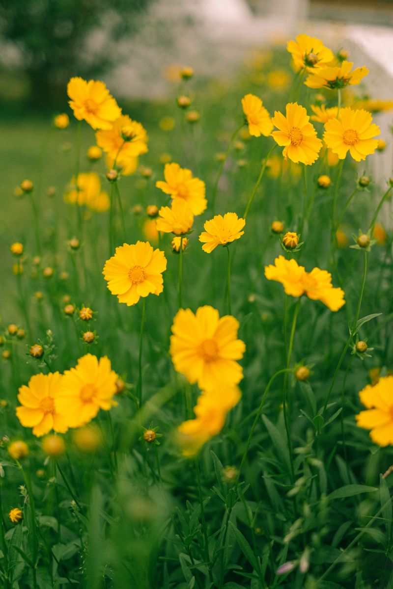 Coreopsis Coreopsis