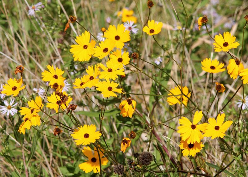 Coreopsis Brings Forage To Flower Beds