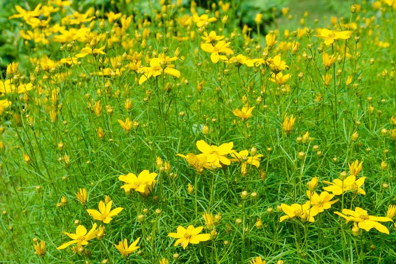 Coreopsis Carpets A Dry Bank In Sunshine Coreopsis Carpets A Dry Bank In Sunshine