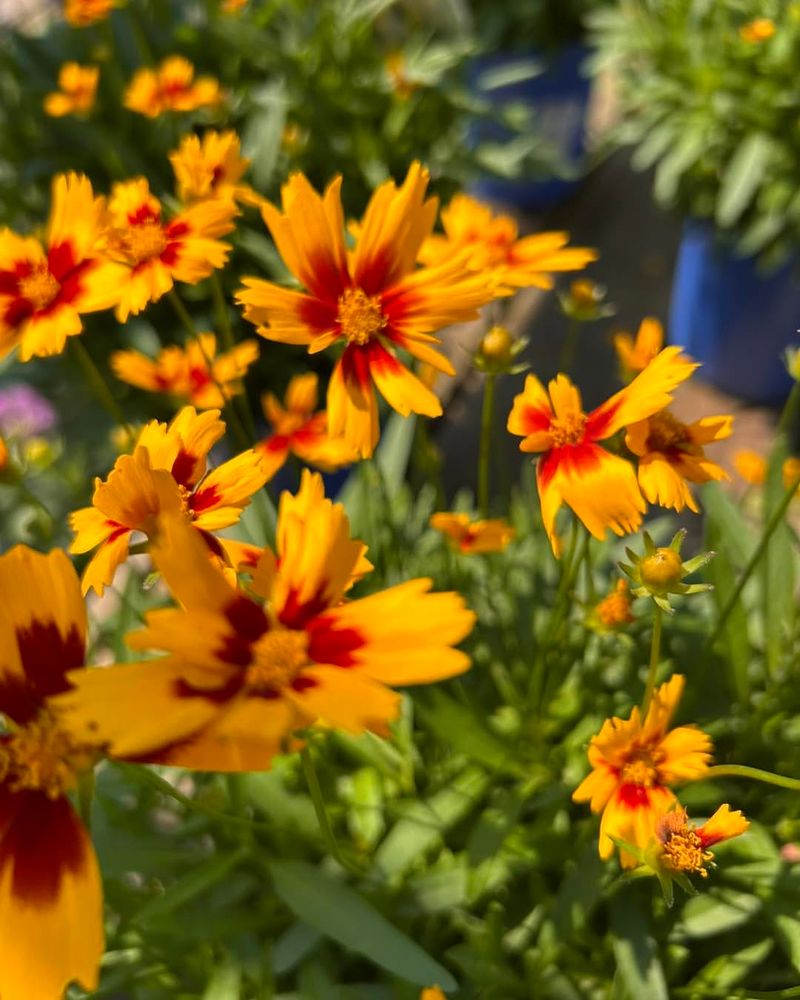 Coreopsis Keeps Blooming With Little Care Coreopsis Keeps Blooming With Little Care