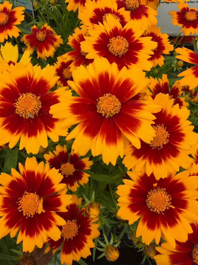 Coreopsis Keeps Pots Bright Coreopsis Keeps Pots Bright