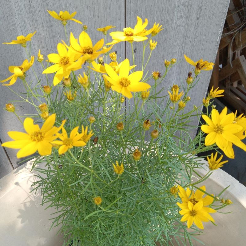 Coreopsis Turns Gold When Everything Else Fades Coreopsis Turns Gold When Everything Else Fades