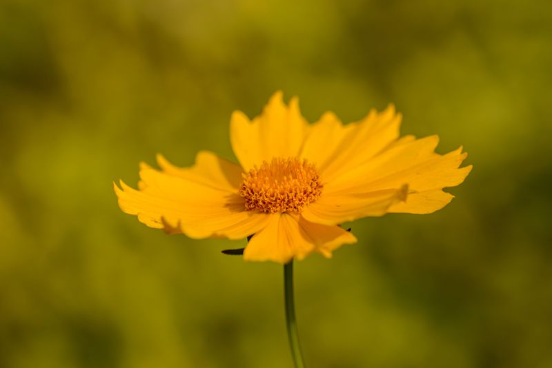 Coreopsis Coreopsis