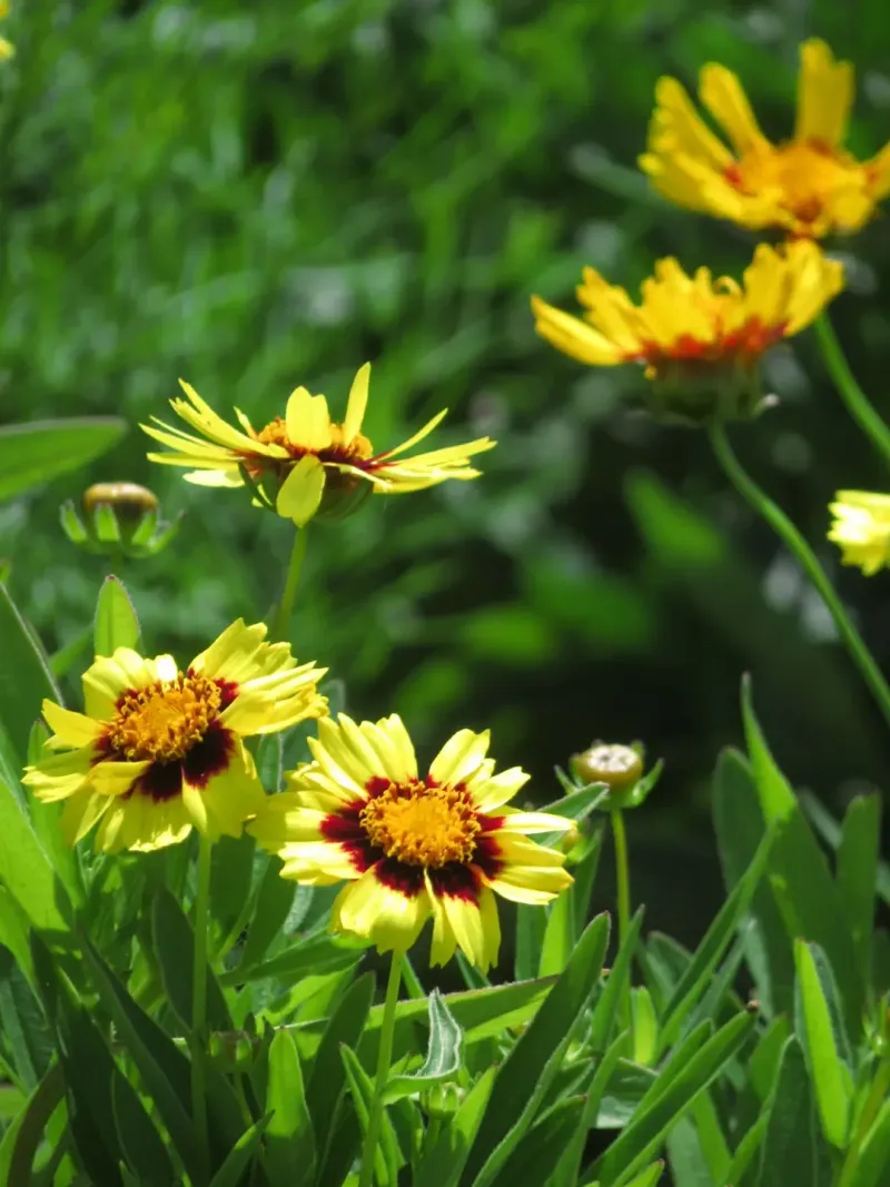 Coreopsis Coreopsis