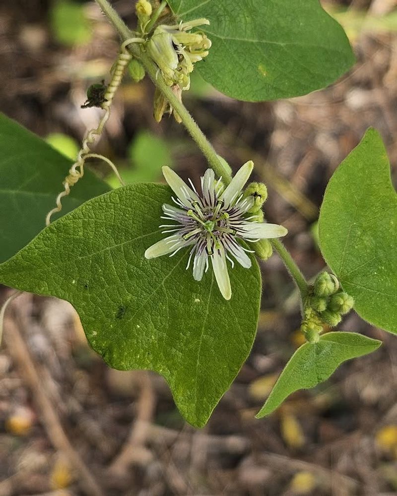 Corkystem Passionflower Keeps Things Lighter