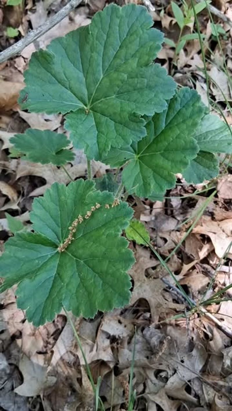 Correct Placement Keeps Hairy Alumroot Attractive