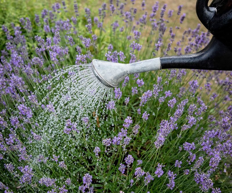 Correct Poor Drainage And Excess Watering Correct Poor Drainage And Excess Watering