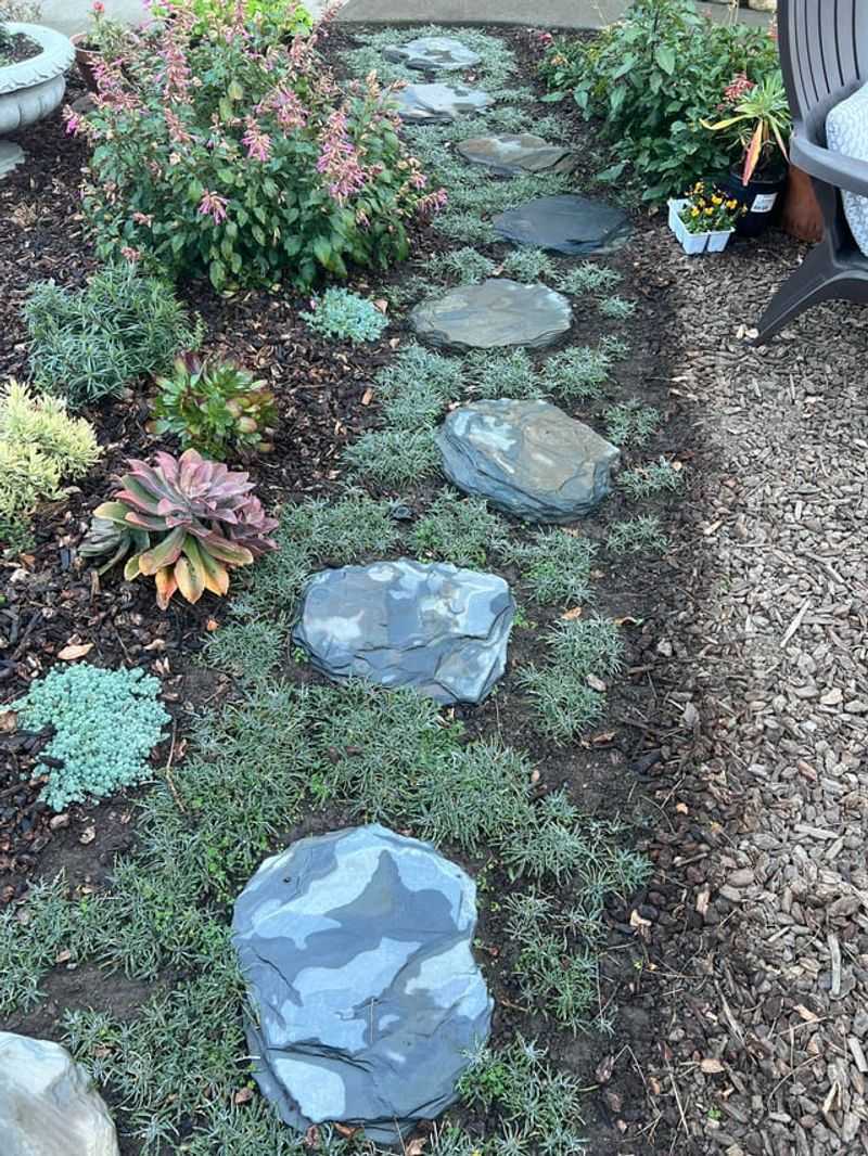 Corsican Mint Works Between Shaded Stones