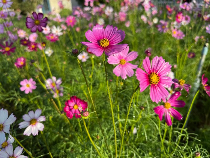 Cosmos