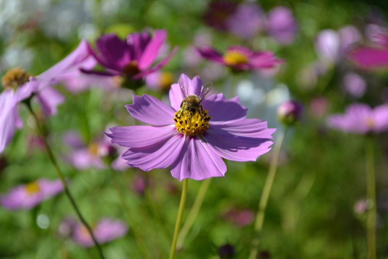 Cosmos