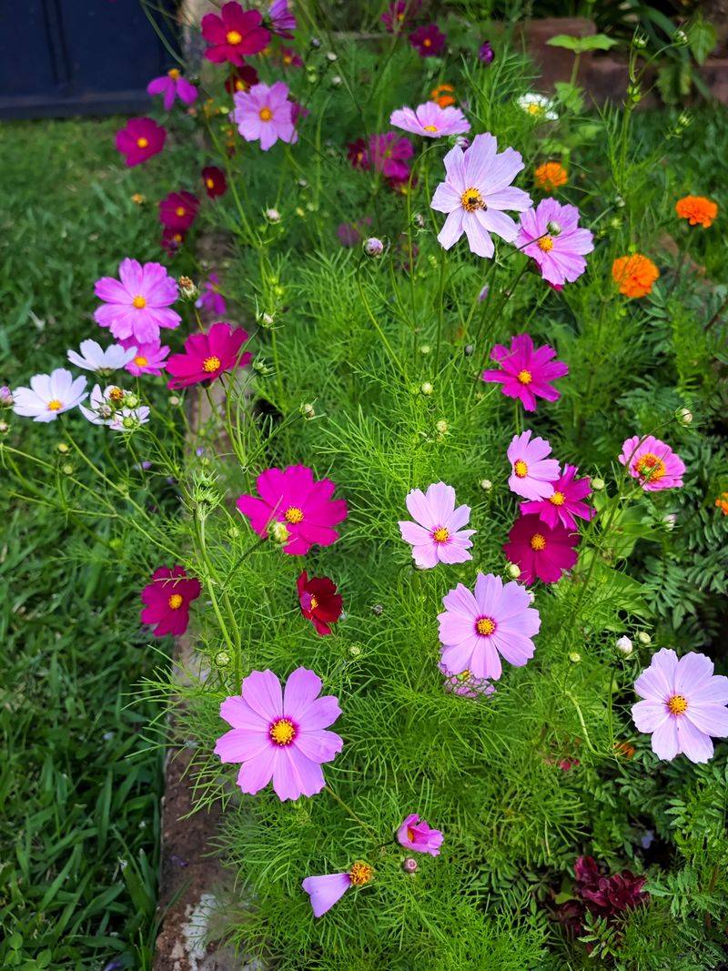 Cosmos