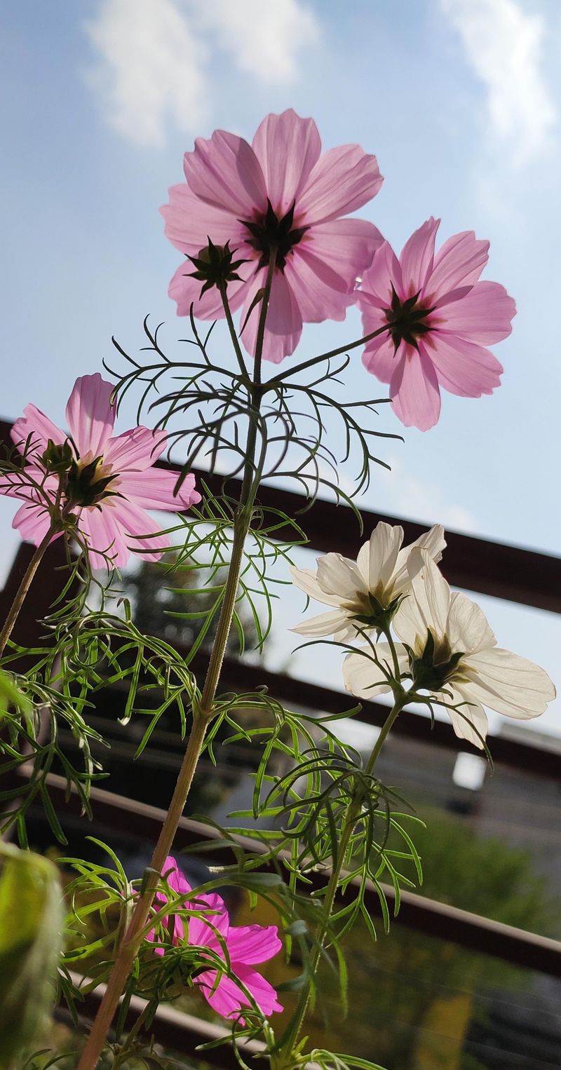 Cosmos Cosmos