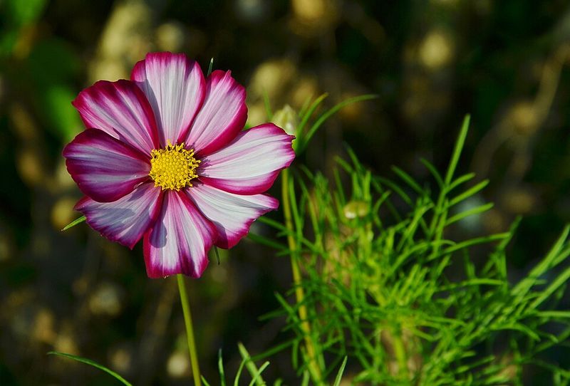 Cosmos