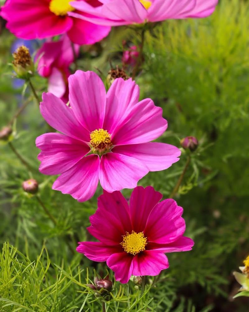 Cosmos Bring Airy Late-Season Blooms