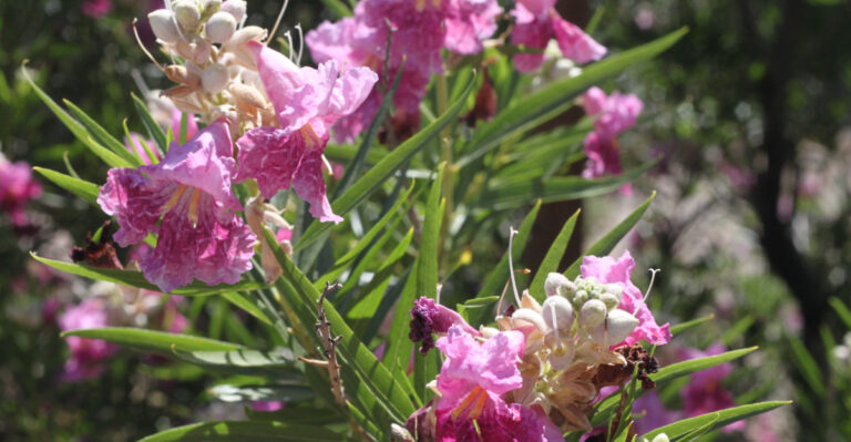 desert willow (featured image)