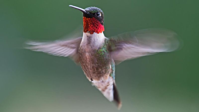 Count Hummingbirds As Nectar Garden Approval Count Hummingbirds As Nectar Garden Approval