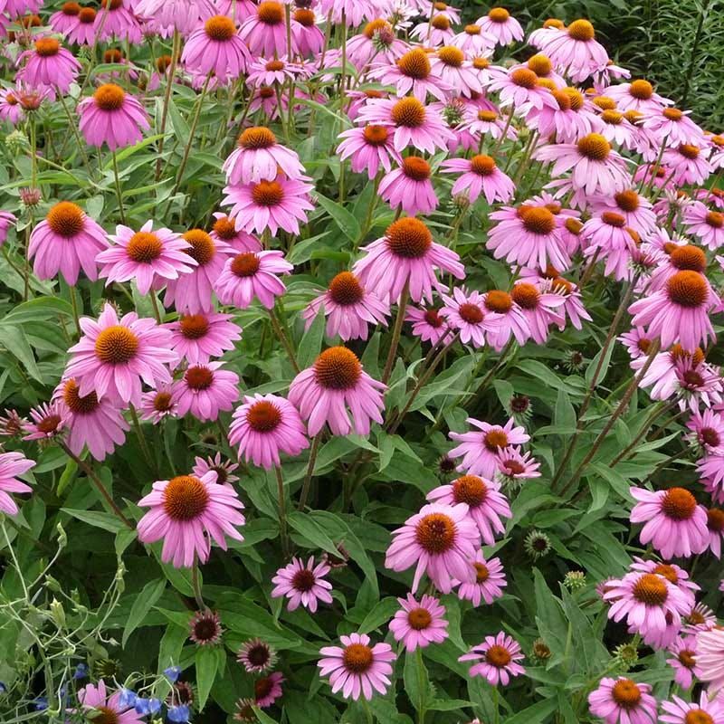 Count On Coneflower For Easy Summer Color Count On Coneflower For Easy Summer Color