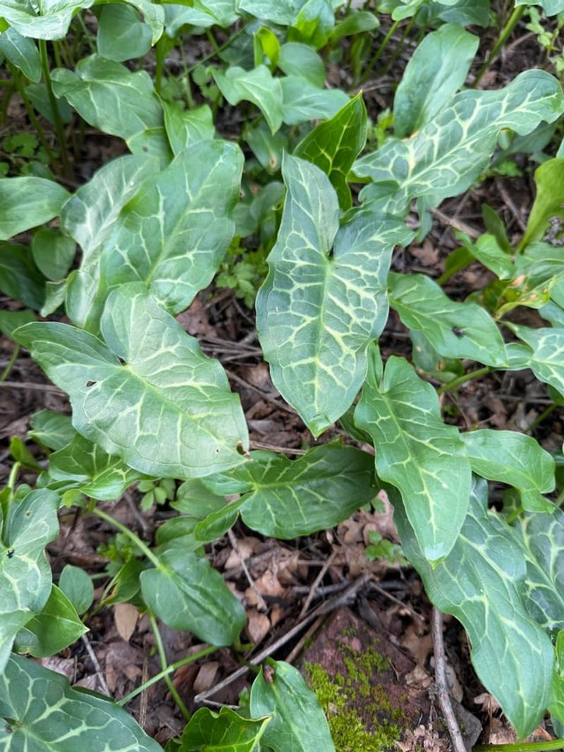 County Weed Officials May Help County Weed Officials May Help