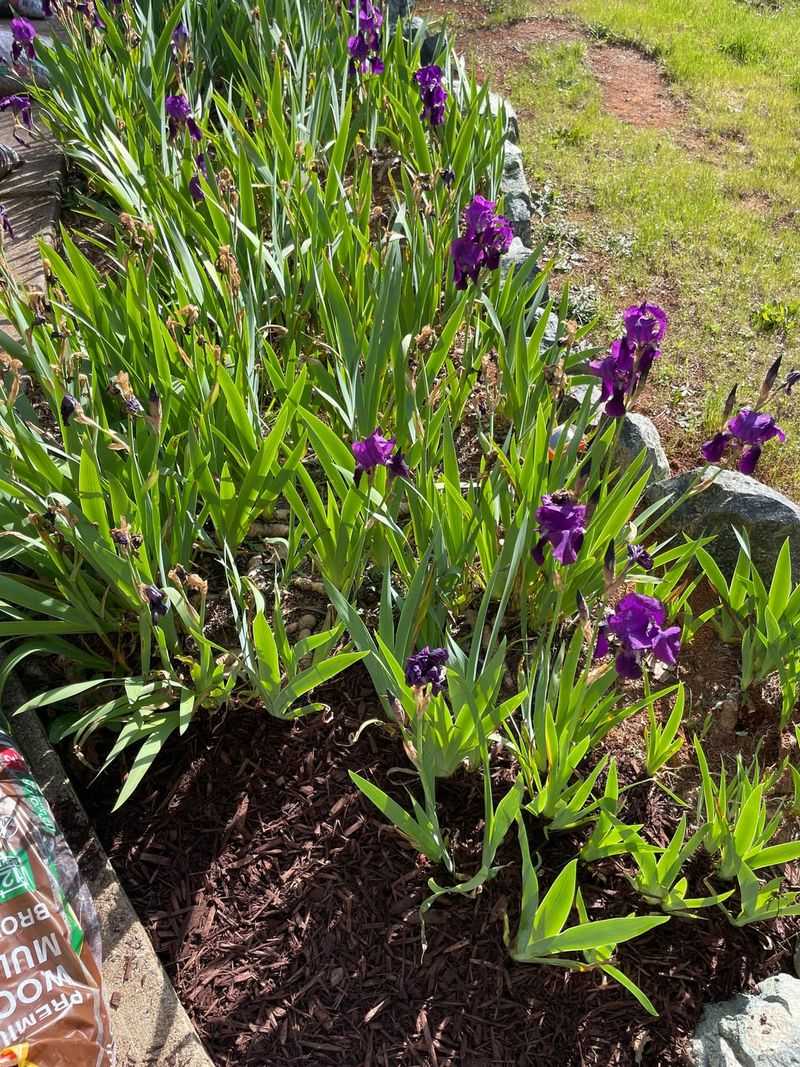 Cover Bare Soil Before September Weeds Start Cover Bare Soil Before September Weeds Start