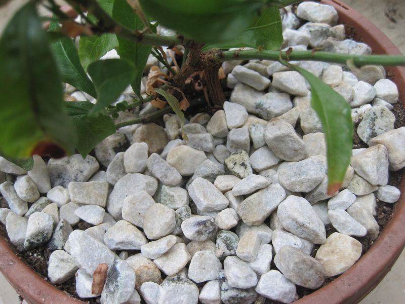 Cover Bare Soil With Pebbles