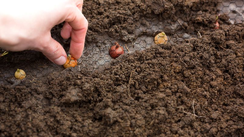 Cover Bulbs With Hardware Cloth Before They Dig Cover Bulbs With Hardware Cloth Before They Dig