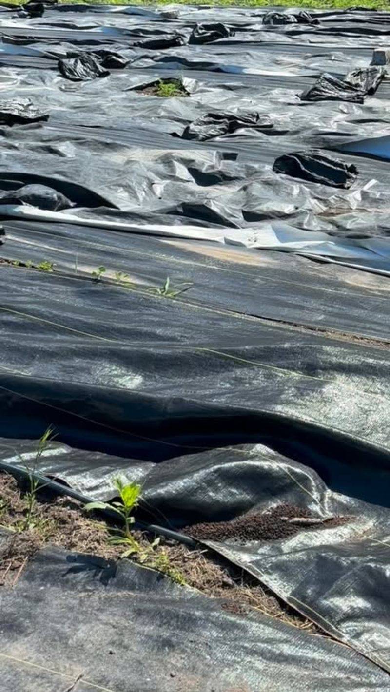 Cover Cut Vines With Heavy Tarps Cover Cut Vines With Heavy Tarps