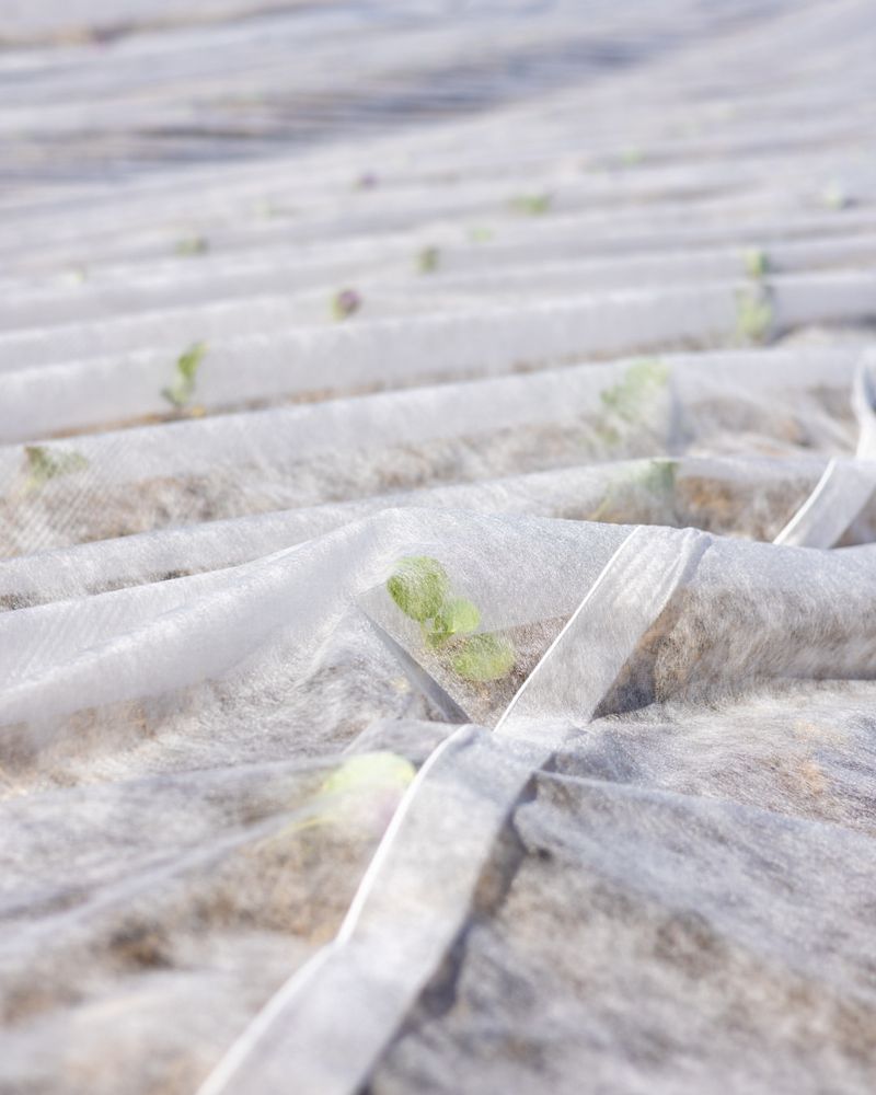 Cover Eggplant Before Flea Beetles Take Over Cover Eggplant Before Flea Beetles Take Over