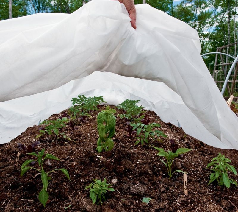 Cover Favorite Crops Cover Favorite Crops