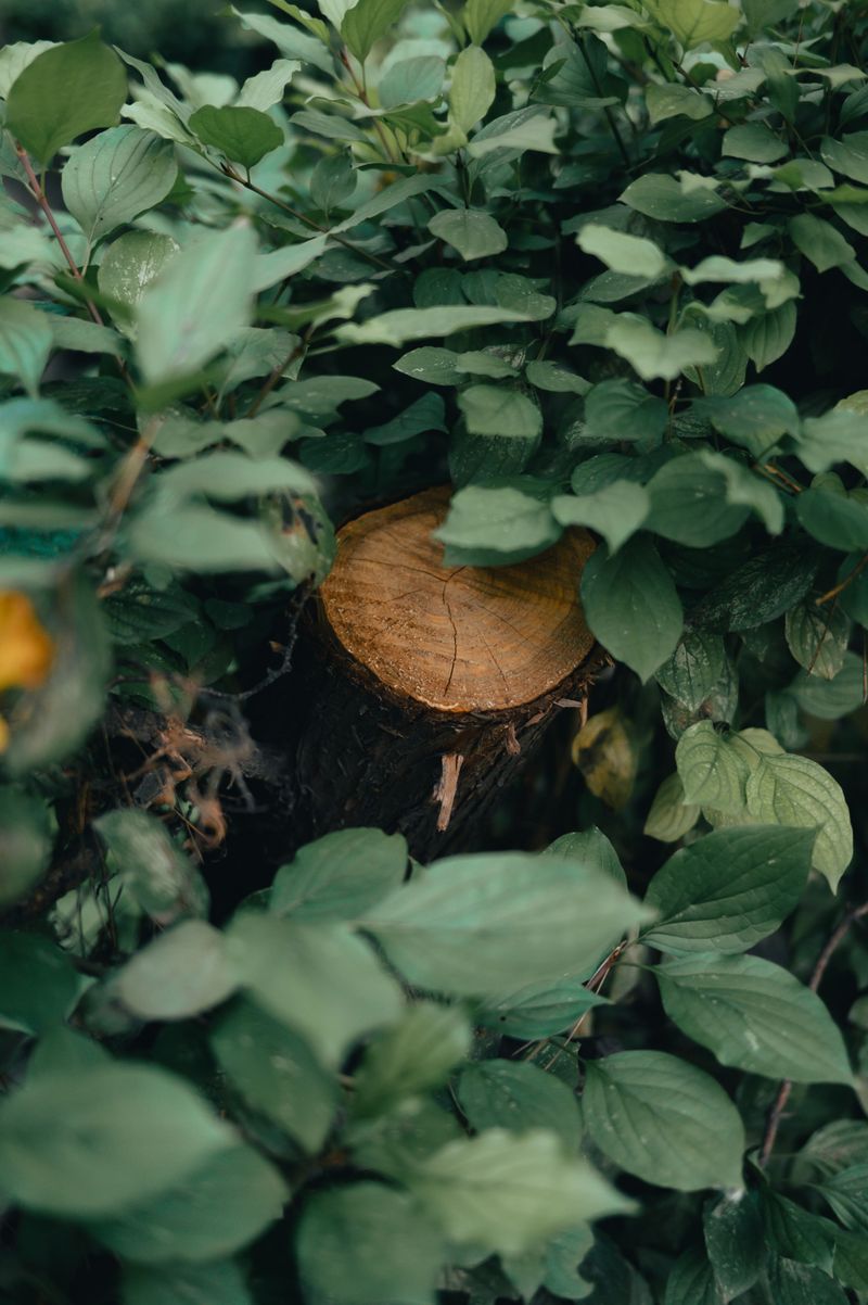 Cover It With A Decorative Stump Cap Cover It With A Decorative Stump Cap