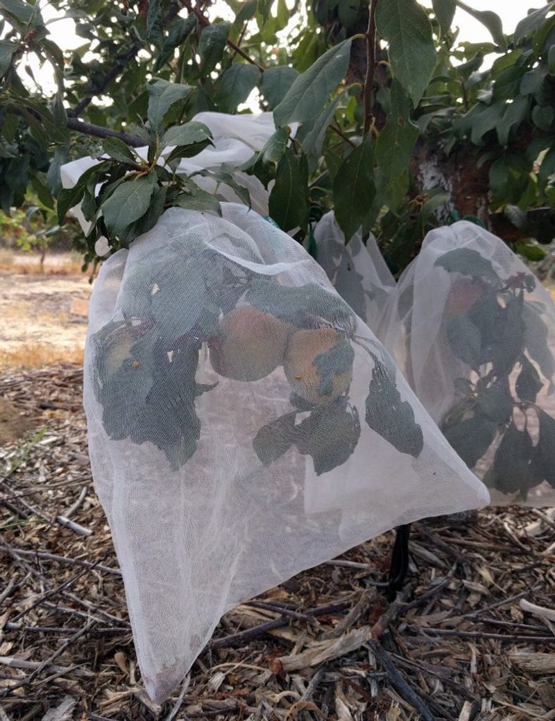 Cover Ripening Peaches With Protective Netting